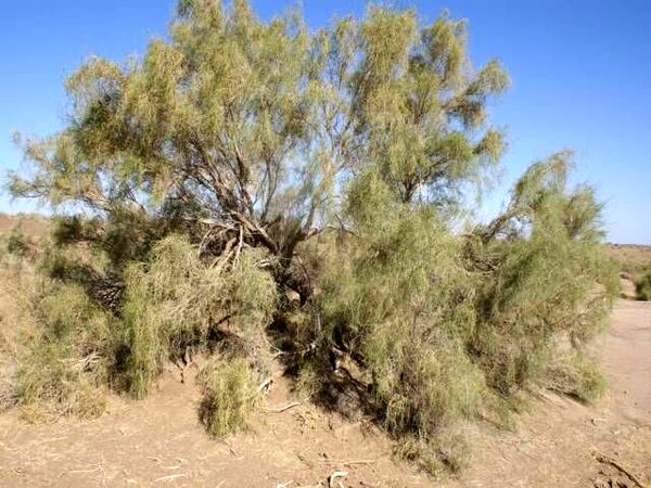 جنگل‌های تاغ بویین زهرا در حادثه آتش‌سوزی آسیب جدی ندیده است