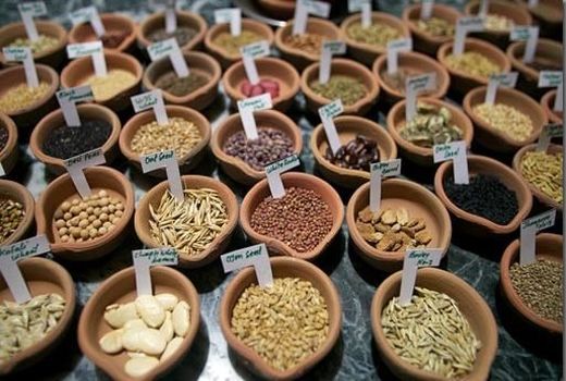  تامین و توزیع ۲۰۳ هزار تن بذر اصلاح شده در 28 استان کشور 