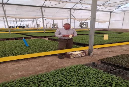 مبارزه غیر شیمیایی علیه آفات گلخانه‌ای در فیروزآباد