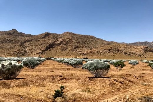 خسارت 1309 میلیارد تومانی به انجیرستان استهبان