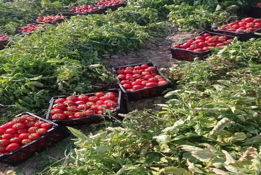 صادرات بیش از 2500 تن گوجه فرنگی زرین دشت به کشورهای عربی