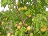 افزایش 20درصدی تولید زردآلو در استان تهران