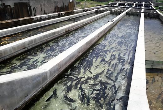 رشد ۲۲ درصدی تولید آبزیان پرورشی در قزوین/ رکورد تولید ۷۱۶۸ تن ثبت شد