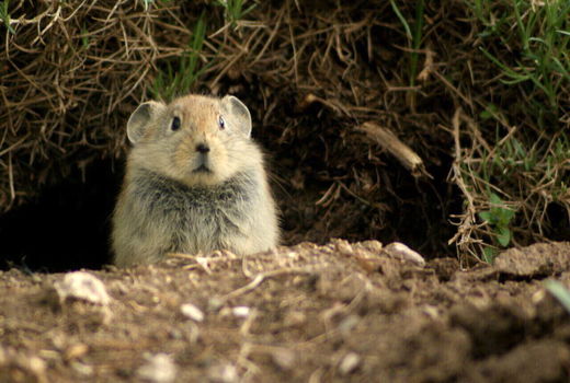 مبارزه با جوندگان مضر محصولات کشاورزی در سطح 4200 هکتار از اراضی کشاورزی ورزقان