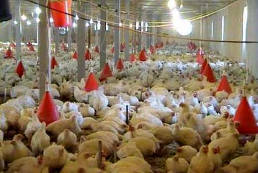 برگزاری کارگاه آموزشی مدیریت تغذیه مرغ گوشتی در شهرستان گناوه