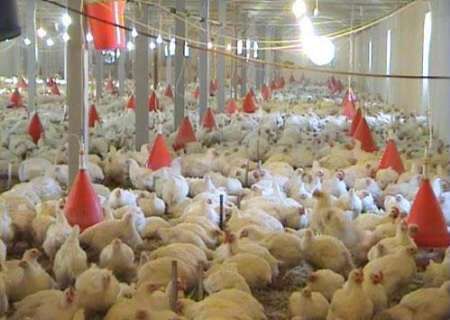 برگزاری کارگاه آموزشی مدیریت تغذیه مرغ گوشتی در شهرستان گناوه