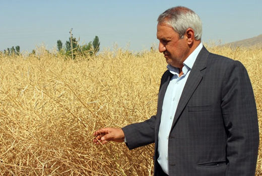 سایه سنگین  قهر طبیعی و خشکسالی بر میزان تولید گندم در شهرستان مرند