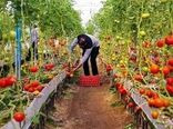 صدور مجوز احداث 60 واحد گلخانه کوچک مقیاس