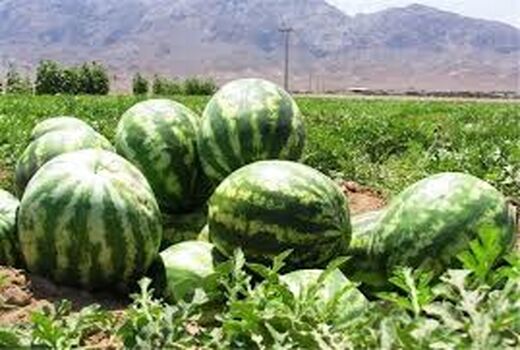 هندوانه کوار به کشورهای حوزه خلیج فارس صادر می شود