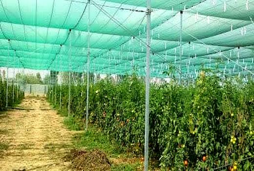 توسعه گلخانه‌های فارس با مشارکت مردم و حمایت جهاد کشاورزی