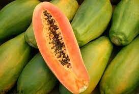 کشت پاپایا برای اولین بار در فسا