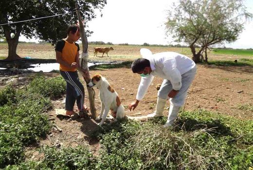 واکسیناسیون بیش از 5200 قلاده سگ  علیه بیماری هاری