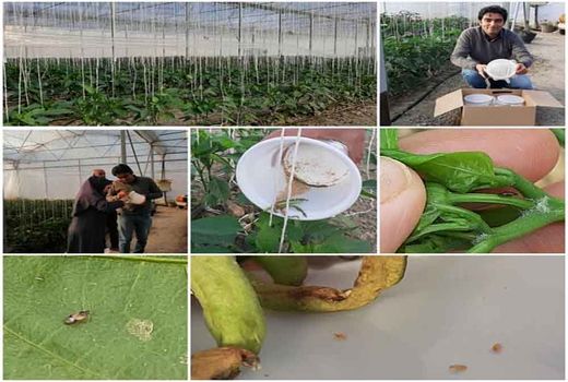 اجرای طرح مدیریت تلفیقی آفات و بیماریهای محصولات گلخانه ای