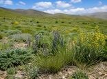 گونه‌های غیرخوراکی، عامل کلیدی در پایداری و حفاظت از مراتع