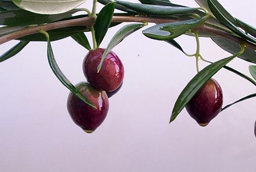 افزایش 30 درصدی تولید ارقام روغنی زیتون در استان فارس