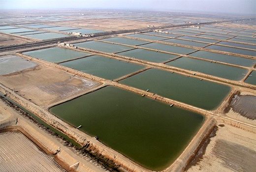 ذخیره‌سازی یک میلیارد بچه میگو در ۲۴۵۰ هکتار اراضی پرورشی استان بوشهر 