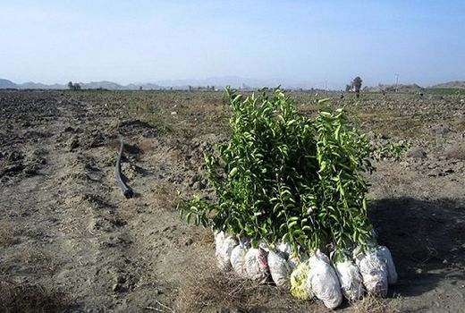 اختصاص یارانه نهال به باغداران جهرمی