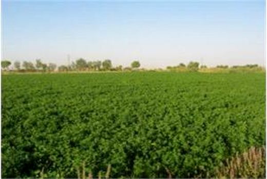 کشت علوفه در 4300 هکتار مزارع میاندورود