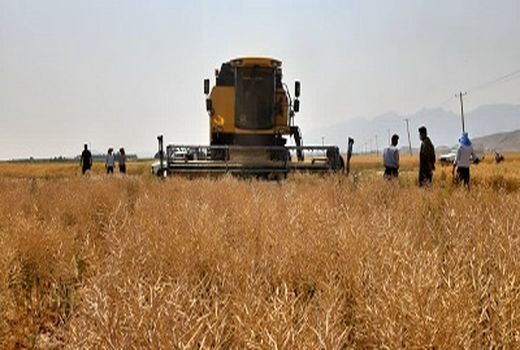 آغاز برداشت کلزا در جهرم 