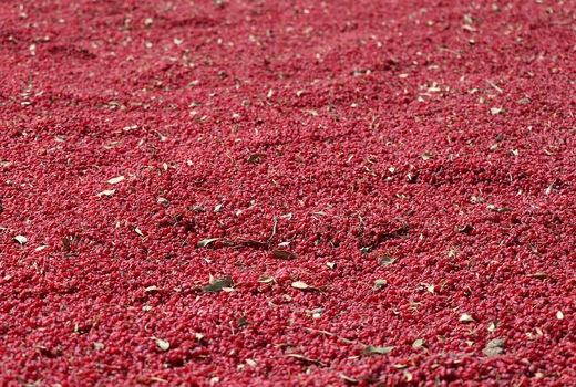 فعالیت ۳۶ هزار بهره بردار زرشک در خراسان جنوبی