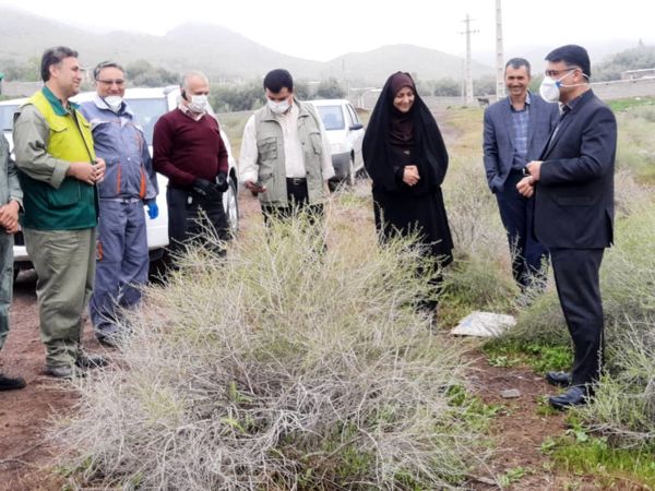 بازدید رییس سازمان جهادکشاورزی استان قزوین از کانون های مبارزه با ملخ مراکشی در بخش طارم سفلی