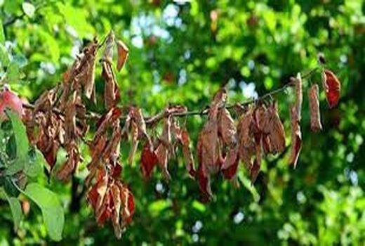 مشاهده بیماری آتشک در باغ‌های خراسان شمالی