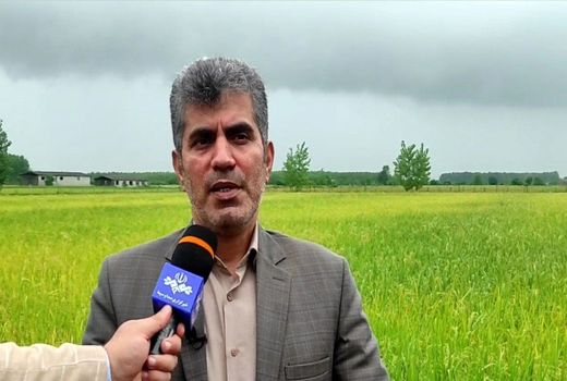 آغاز برداشت مکانیزه برنج در گیلان