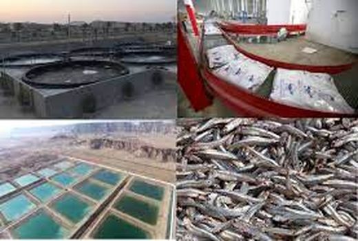 برنامه ریزی برای 38  هزار هکتار طرح های تولیدی ساحلی شیلات خوزستان