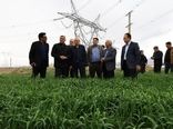 شفیعی خواستار مراقبت جدی کشاورزان از مزارع گندم و کلزا در برابر آفات و بیماری‌ها شد