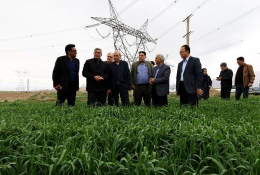 شفیعی خواستار مراقبت جدی کشاورزان از مزارع گندم و کلزا در برابر آفات و بیماری‌ها شد