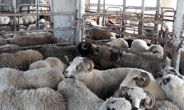 ممنوعیت عرضه دام زنده از آذربایجانغربی تصویب شد