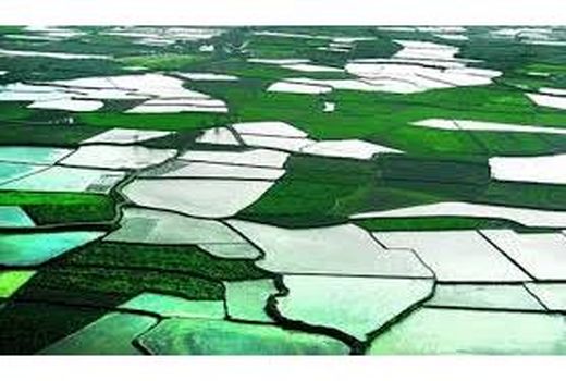 16 هزار هکتار زمین کشاورزی بابل در سامانه سیاک ترسیم شد