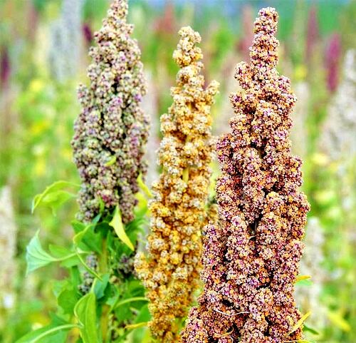کاشت گیاه کینوا برای اولین بار در شهرستان نی ریز