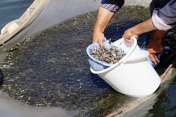 مراکز تخصصی برای بازسازی ذخایر آبزیان احداث شوند/ پاسخ شیلات به تغییر اقلیم، آلودگی و صید بیرویه