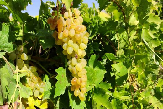 کاهش 30 درصدی تولید انگور در چهارمحال و بختیاری