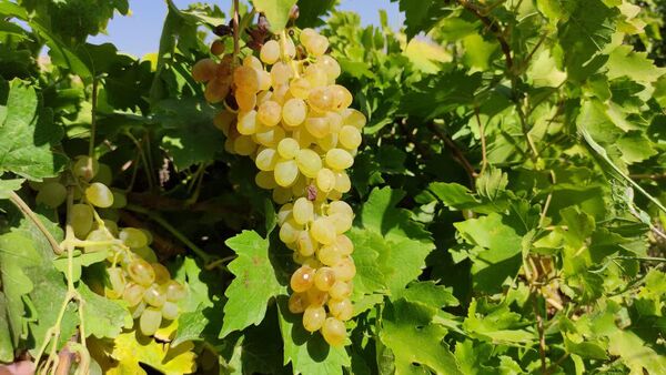 کاهش 30 درصدی تولید انگور در چهارمحال و بختیاری