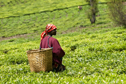 برزیل در آفریقا چه می‌کند؟