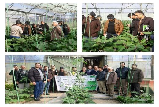 برپایی کانون یادگیری کشت بادمجان گلخانه ای در ورامین