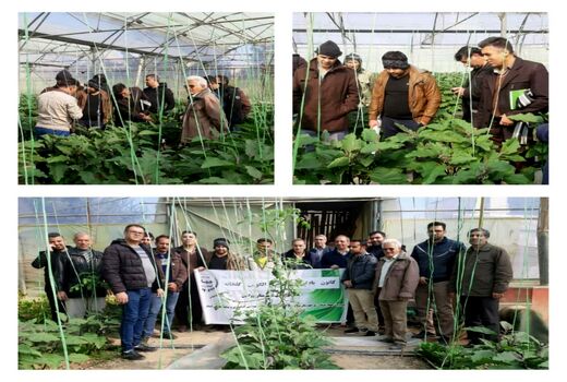 برپایی کانون یادگیری کشت بادمجان گلخانه ای در ورامین
