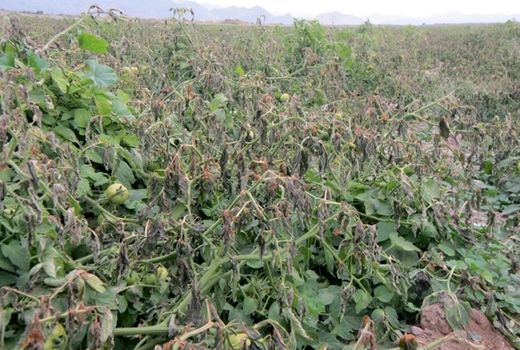 ضرورت ارائه کمک از ارگان‌های دولتی جهت بازسازی خسارات رابر