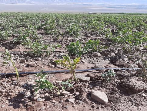 سیل حدود ۲ میلیارد ریال به حوزه کشاورزی شیروان خسارت زد