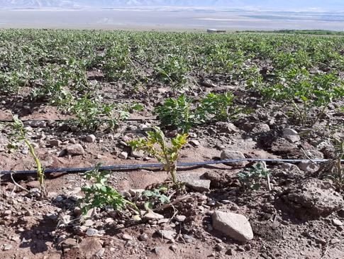 سیل حدود ۲ میلیارد ریال به حوزه کشاورزی شیروان خسارت زد