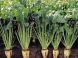 کاشت نشائی چغندرقند در ۵ هکتار از اراضی فامنین