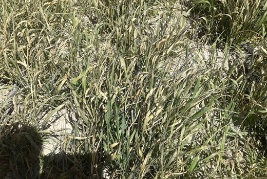 سرمازدگی در 12 هزار هکتار از مزارع ارسنجان