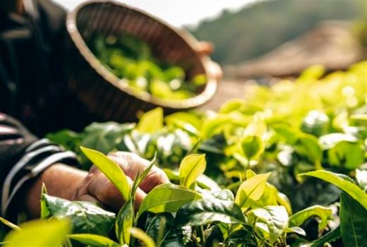 افزایش سطح زیر کشت گیاهان دارویی در چهارمحال و بختیاری