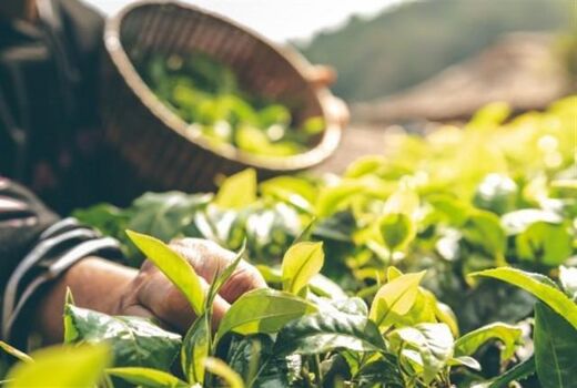 افزایش سطح زیر کشت گیاهان دارویی در چهارمحال و بختیاری