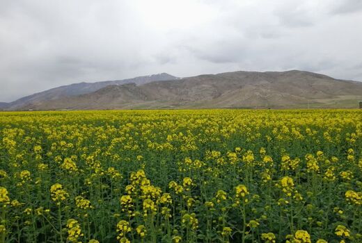 کشت کلزا در شهرستان جلفا گامی برای خودکفایی در تولید روغن خوراکی