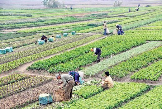 استان اصفهان؛ طلایه‌دار تولید در کشاورزی کشور