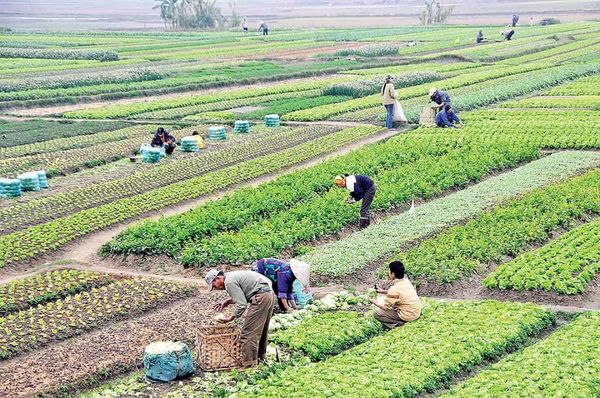 استان اصفهان؛ طلایهدار تولید در کشاورزی کشور