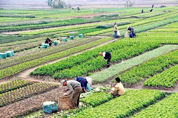 استان اصفهان؛ طلایه‌دار تولید در کشاورزی کشور
